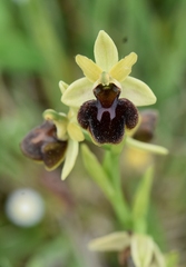 Ophrys sphegodes