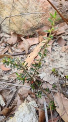 Micrantheum ericoides