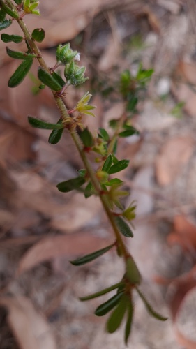 Micrantheum ericoides (Micrantheum ericoides)