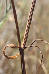 Oenanthe pimpinelloides