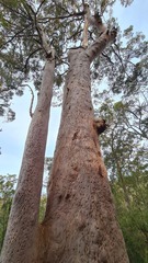 Angophora costata