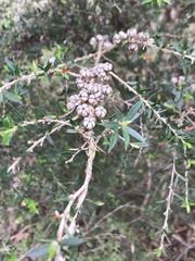 Leptospermum continentale
