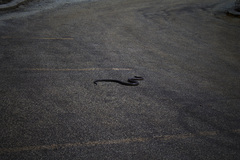 Pseudonaja affinis affinis