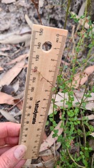 Gonocarpus tetragynus