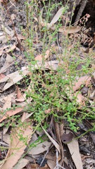 Gonocarpus tetragynus