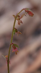 Gonocarpus tetragynus