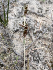 Pterostylis pusilla