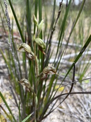 Pterostylis pusilla