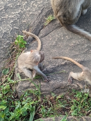 Macaca radiata