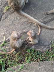 Macaca radiata