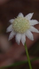 Actinotus minor