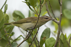 Vireo altiloquus
