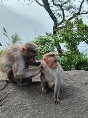 Macaca radiata