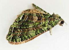 Austrocidaria similata