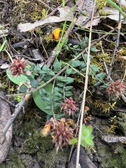 Pultenaea gunnii