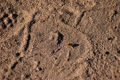 Dasymutilla californica