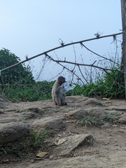 Macaca radiata