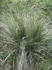 Poa labillardierei