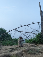 Macaca radiata