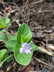 Ruellia cordata