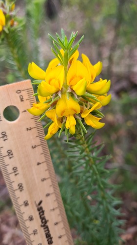Heath Phyllota (Phyllota grandiflora)