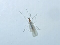 Trichocera