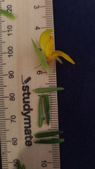 Phyllota grandiflora