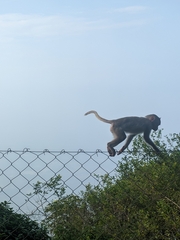 Macaca radiata