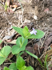 Ruellia cordata
