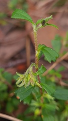 Xanthosia tridentata