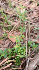 Xanthosia tridentata
