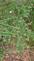 Acrotriche divaricata