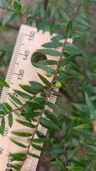 Acrotriche divaricata