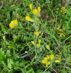 Diplotaxis catholica