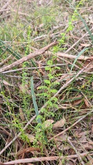 Lindsaea microphylla