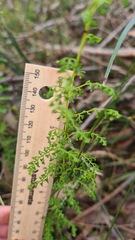 Lindsaea microphylla