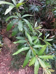 Brabejum stellatifolium