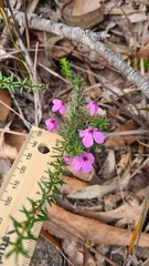 Tetratheca ericifolia