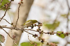 Zosterops simplex simplex