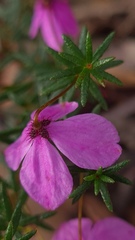 Tetratheca ericifolia