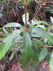 Brabejum stellatifolium