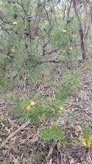 Isopogon anethifolius