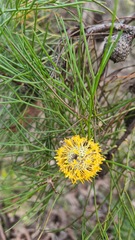 Isopogon anethifolius