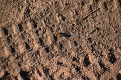 Dasymutilla californica