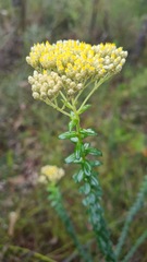 Cassinia denticulata
