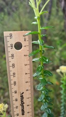 Cassinia denticulata