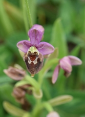 Ophrys × turiana
