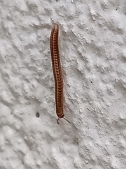 Brachyiulus