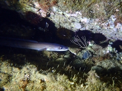 Conger conger
