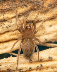 Phyxelididae